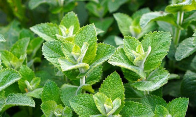 MINT USE: DISCOVER THE DIFFERENT TYPES OF
